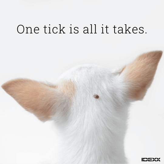 Photo of a dog with a tick on his head.
