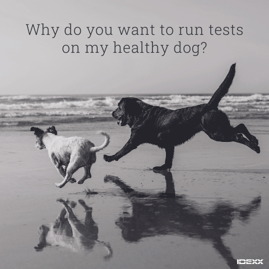 Dogs running on the beach.