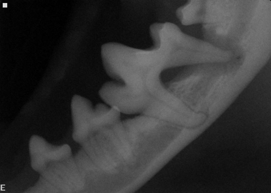 Dog laying in grass.