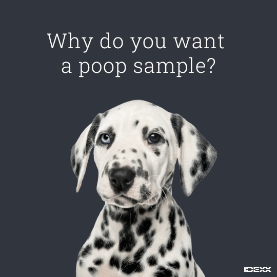 Dalmatian looking at the camera.