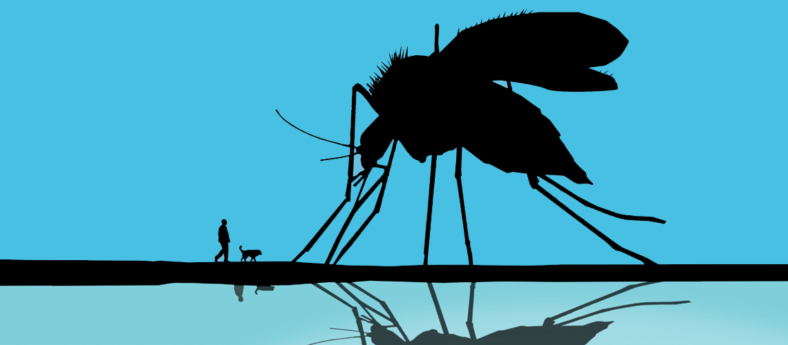 Illustration of a sandfly.