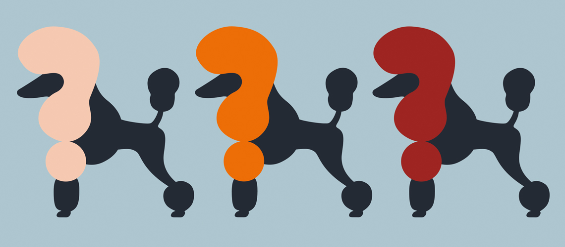 Illustrations of poodles.