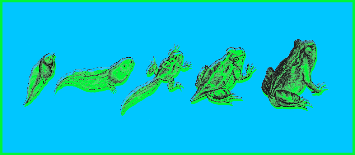 Illustration of frogs.