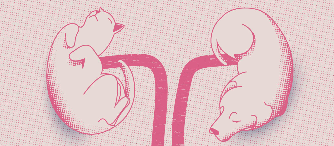 Illustration of a kidney with pets.