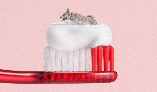 Illustration of dog on a toothpaste