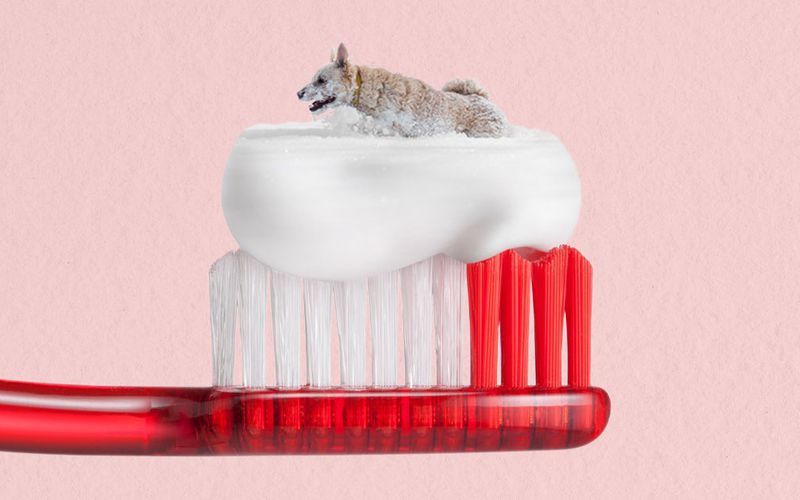 Illustration of dog on a toothpaste