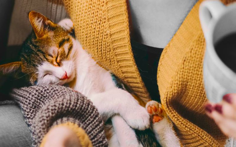 Veterinarian relaxing with a cup of coffee and a kitten.