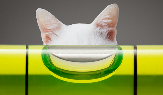 Cat ears.