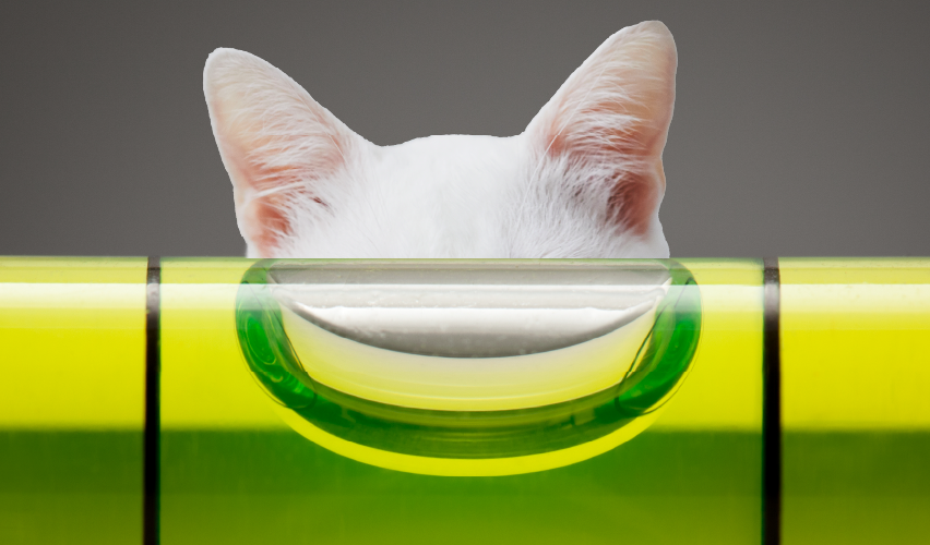 Cat ears.
