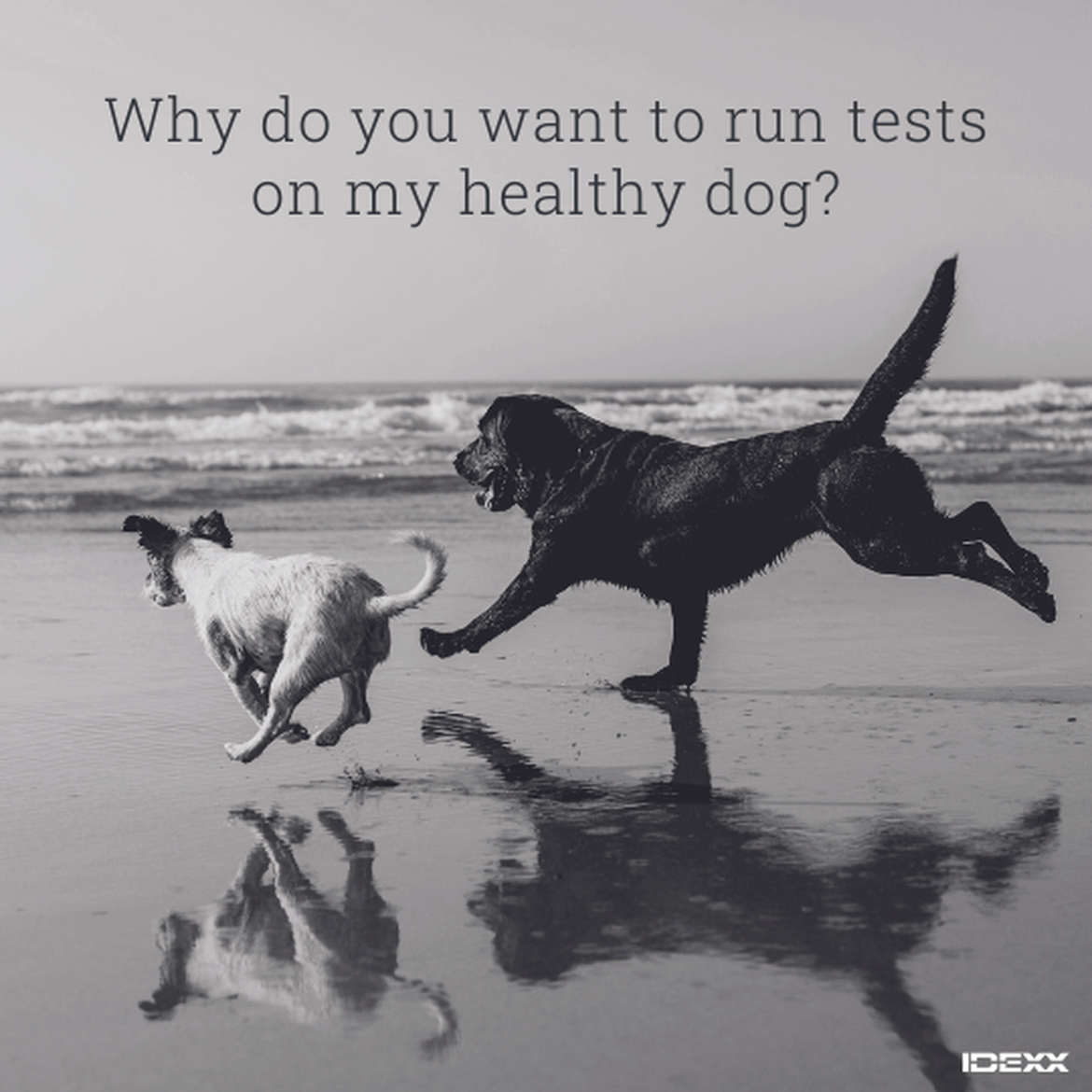 Dogs running on the beach.