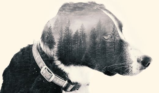 Graphic illustration of a dog and the woods.