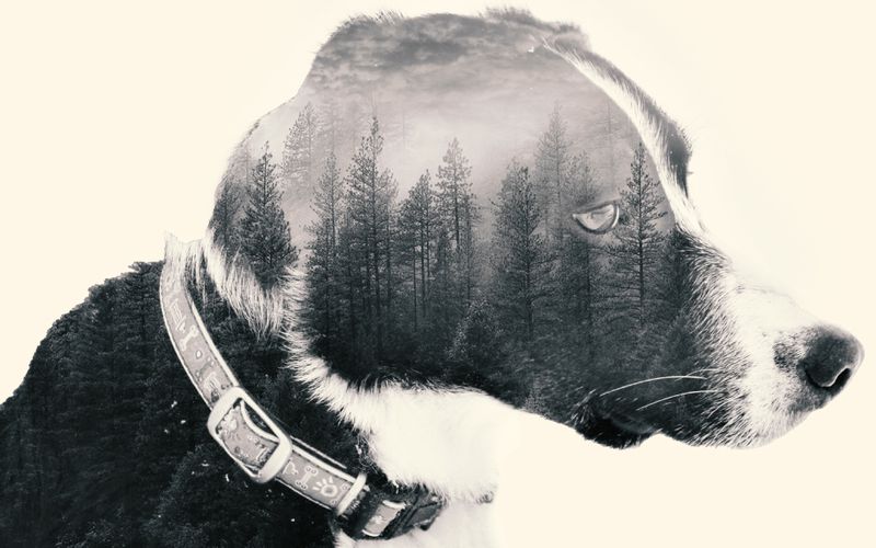 Graphic illustration of a dog and the woods.