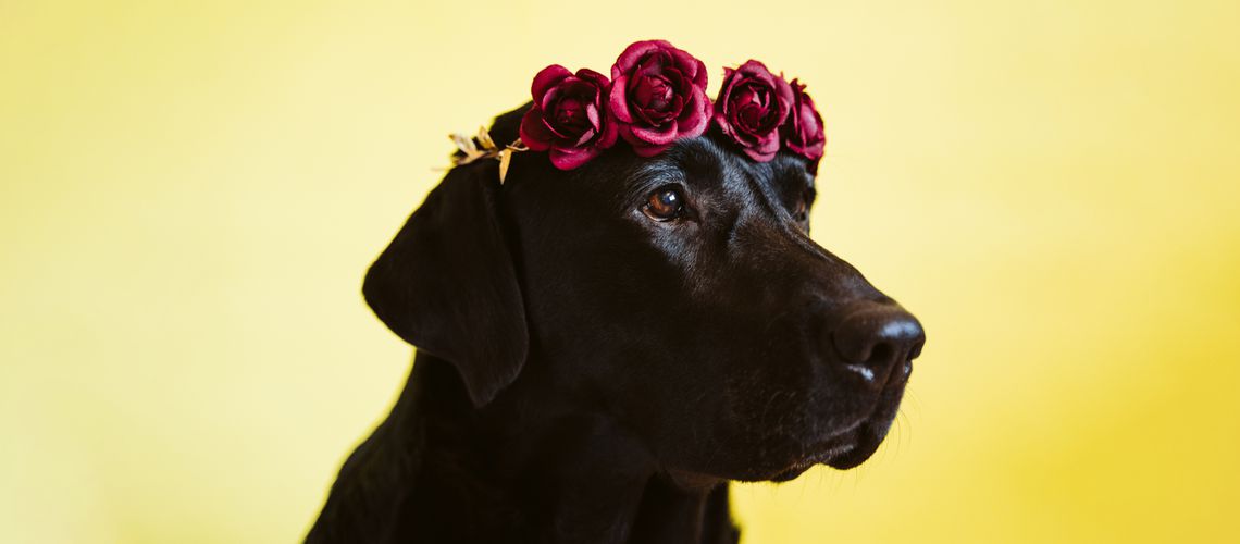 Black lab wearing a crown of roses.
