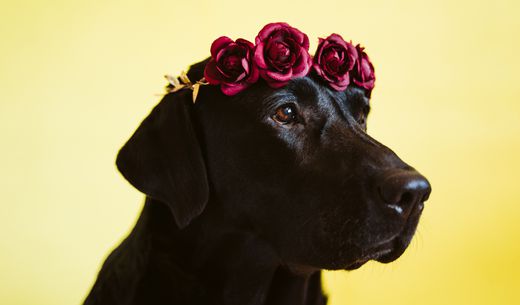 Black lab wearing a crown of roses.