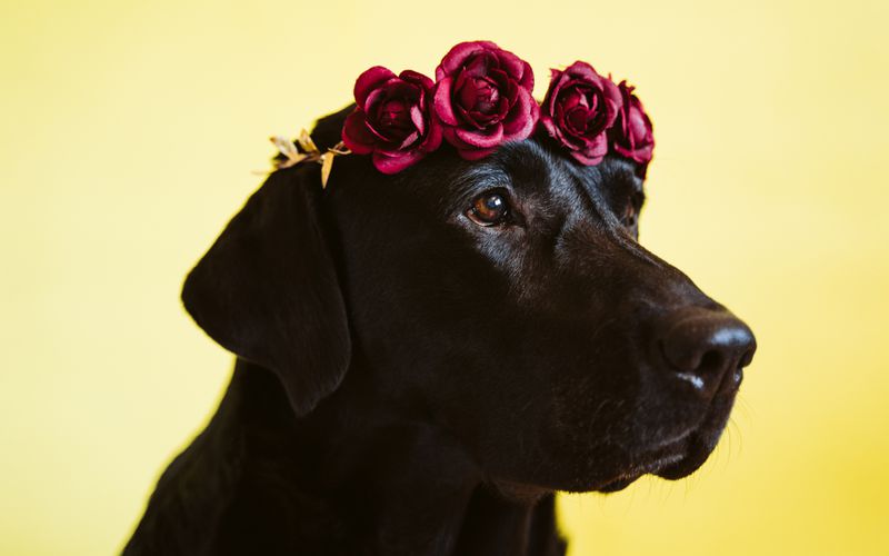 Black lab wearing a crown of roses.