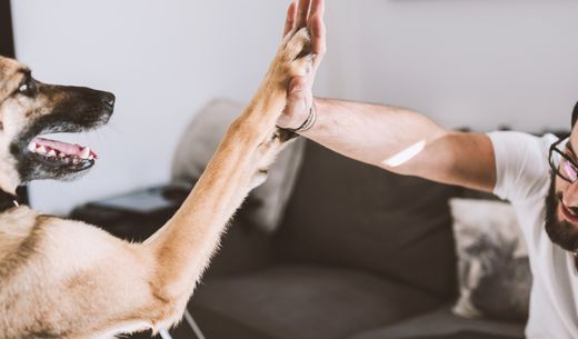 Pet owner slapping high five with his dog.