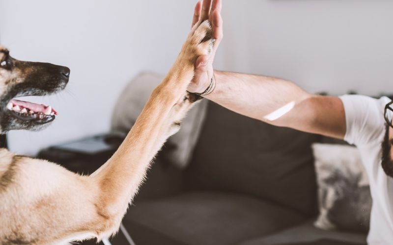 Pet owner slapping high five with his dog.