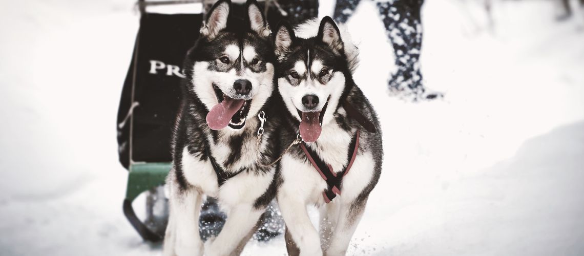 Huskies running through snow.