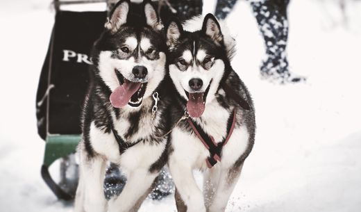 Huskies running through snow.