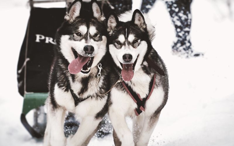 Huskies running through snow.