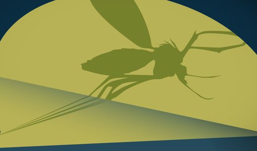 Illustration of a large mosquito
