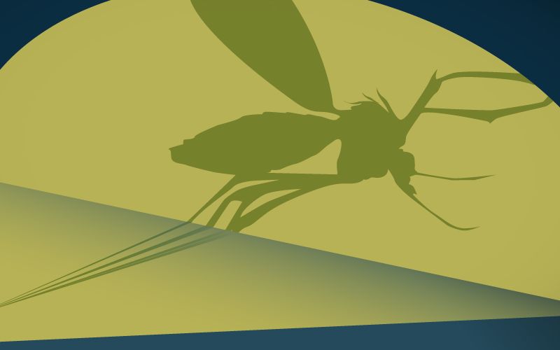 Illustration of a large mosquito