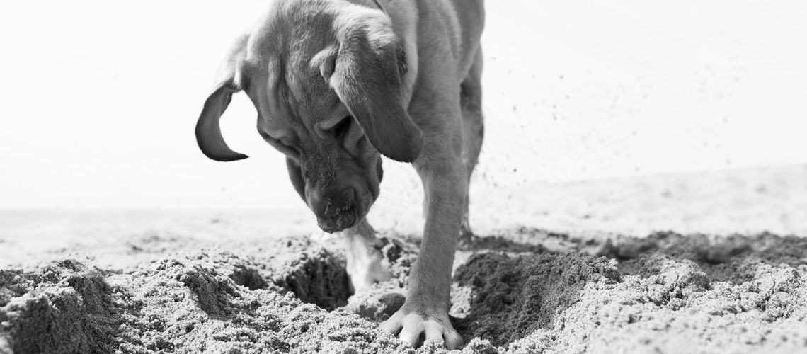 Dog digging a hole in the sand.