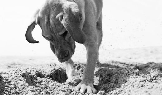 Dog digging a hole in the sand.