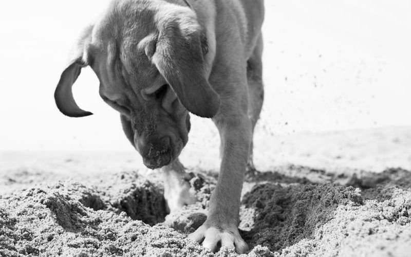 Dog digging a hole in the sand.
