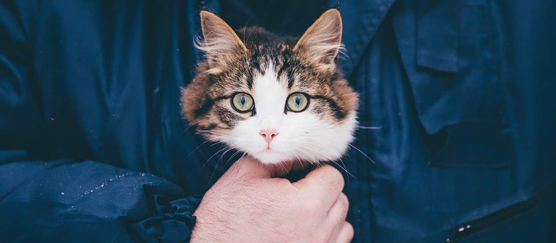 Photo of someone holding a cat in their shirt.