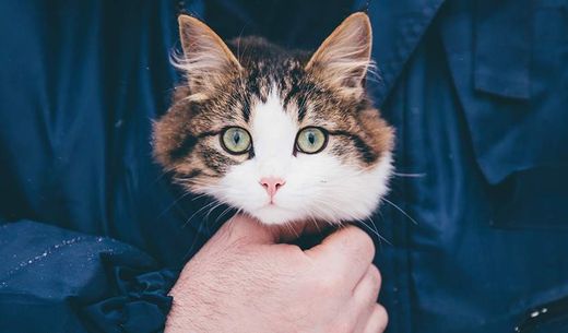 Photo of someone holding a cat in their shirt.