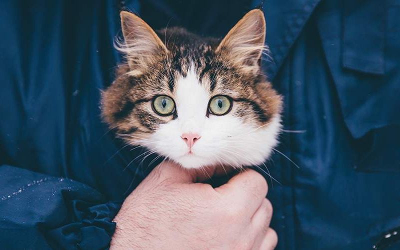 Photo of someone holding a cat in their shirt.