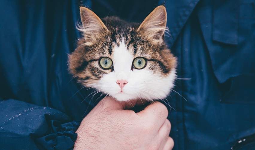 Photo of someone holding a cat in their shirt.