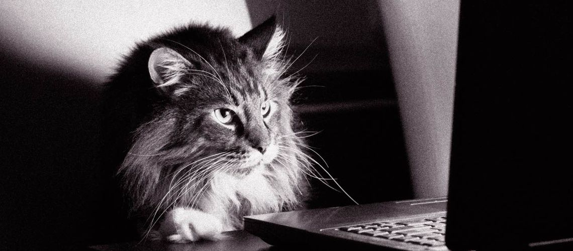 Black and white picture of a cat at a laptop.