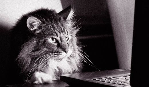 Black and white picture of a cat at a laptop.