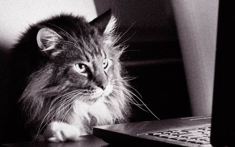 Black and white picture of a cat at a laptop.