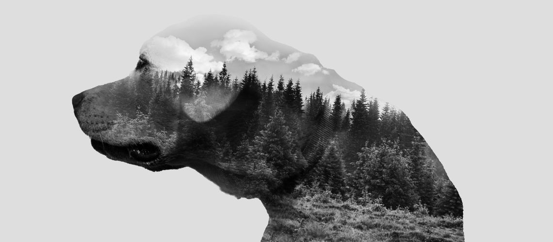 Black and white photo illustration of a dog with a forest.