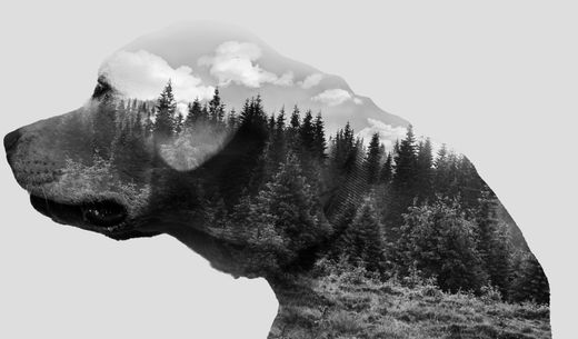 Black and white photo illustration of a dog with a forest.