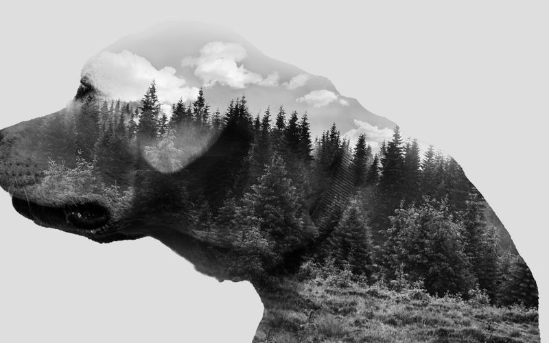 Black and white photo illustration of a dog with a forest.