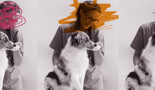 Veterinarian helping a dog.