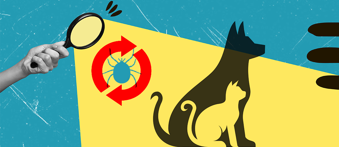 Why Previously Vector-borne Disease Positive Pets Should Still be ...