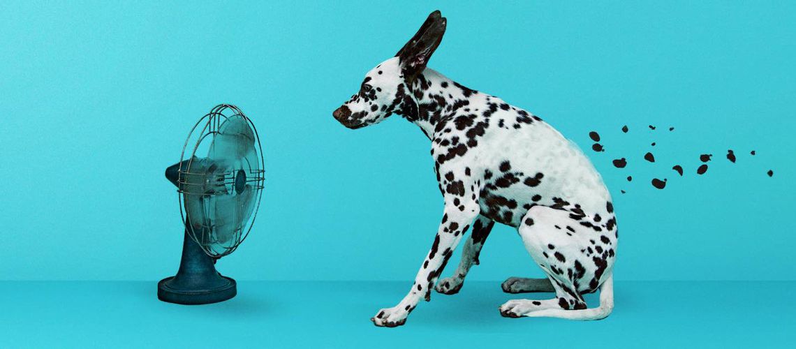 Dalmatian dog sitting in front of a fan.