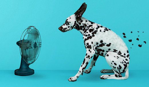 Dalmatian dog sitting in front of a fan.