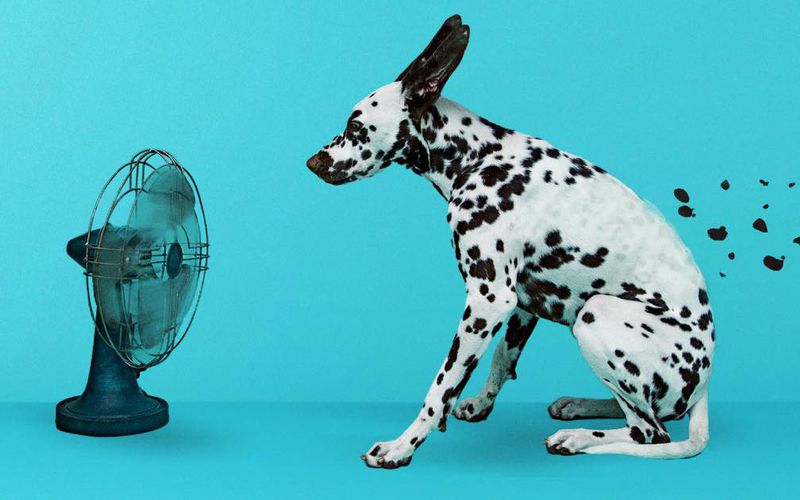 Dalmatian dog sitting in front of a fan.