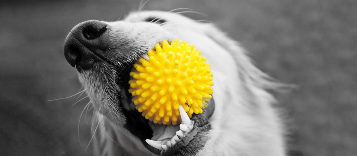 Dog with yellow ball in mouth.