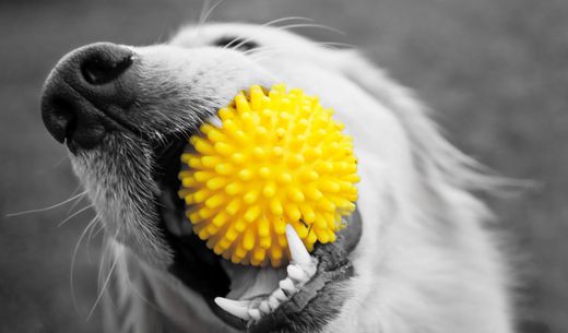 Dog with yellow ball in mouth.