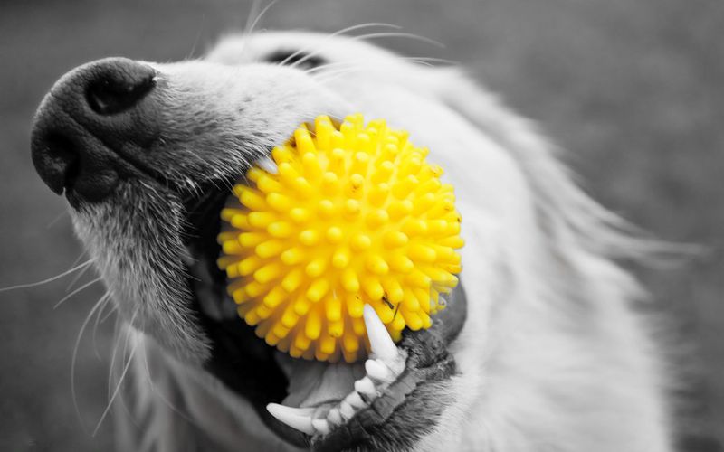 Dog with yellow ball in mouth.