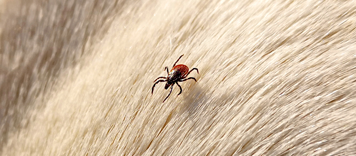 Deer tick in dog's hair.