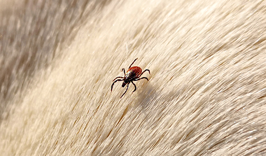 Deer tick in dog's hair.