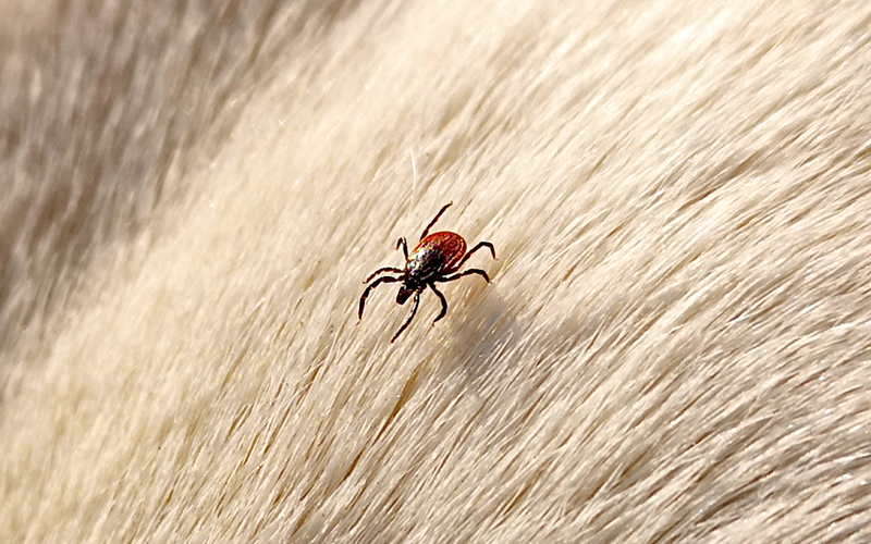 Deer tick in dog's hair.